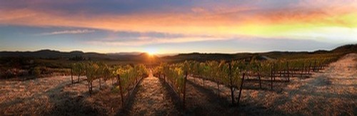 A fantastic panoramic view at sunset of the property and vines.